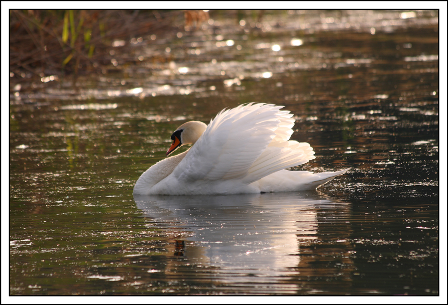 Mein lieber Schwan......