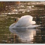 Mein lieber Schwan......