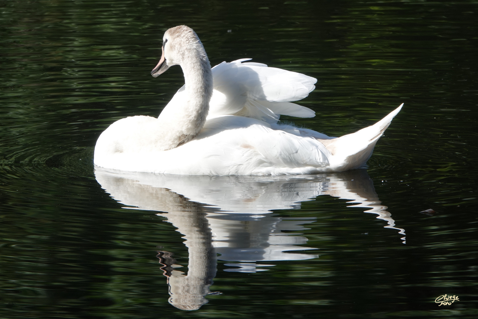 Mein lieber Schwan,...