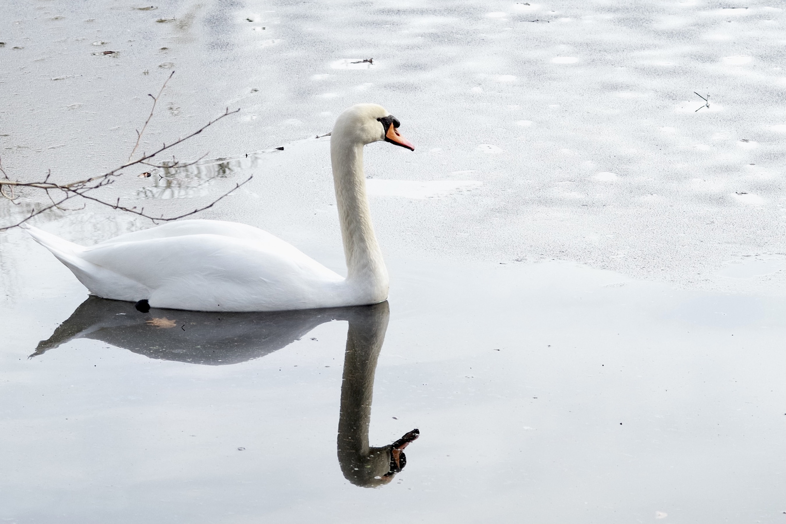 mein lieber Schwan