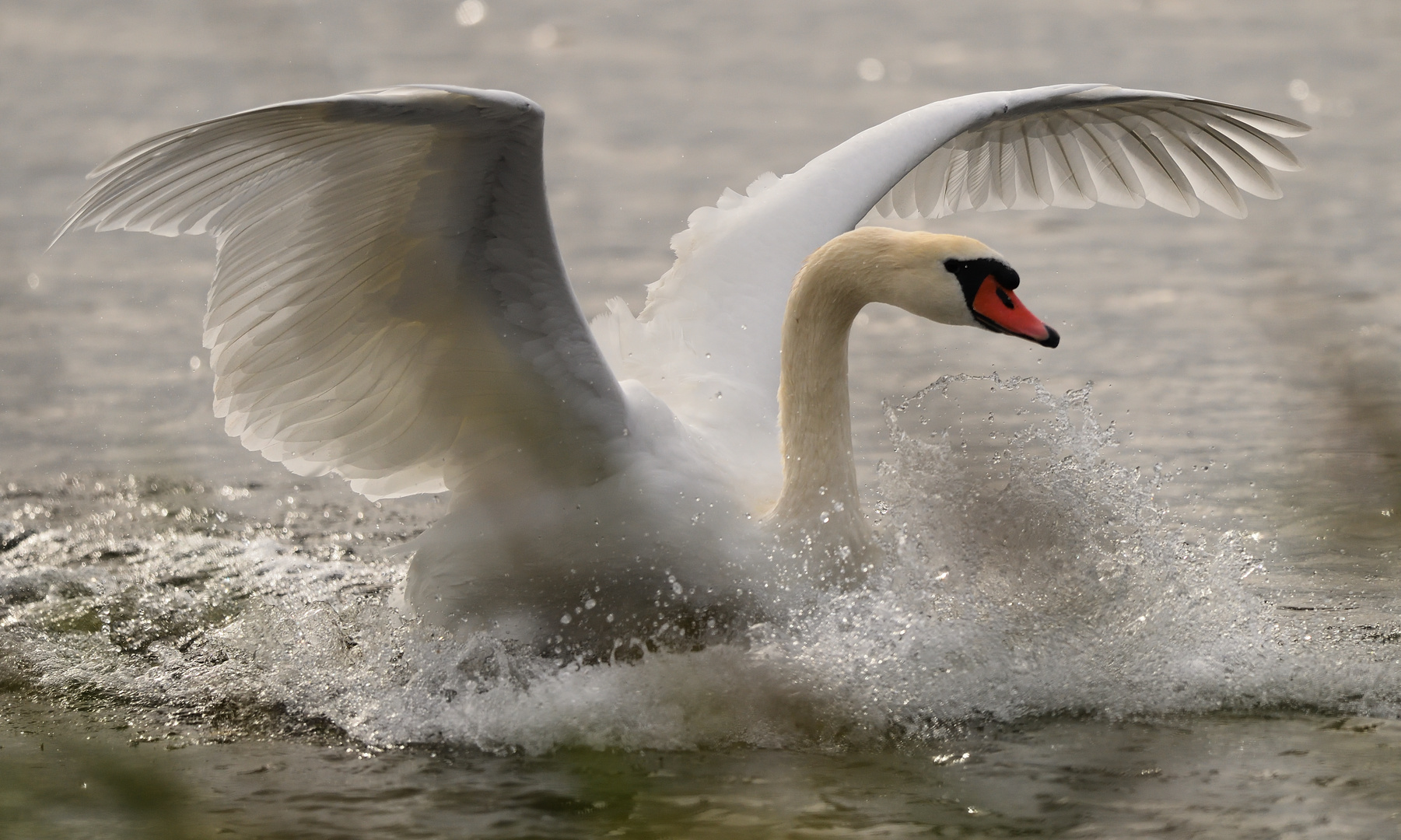 "Mein lieber Schwan"