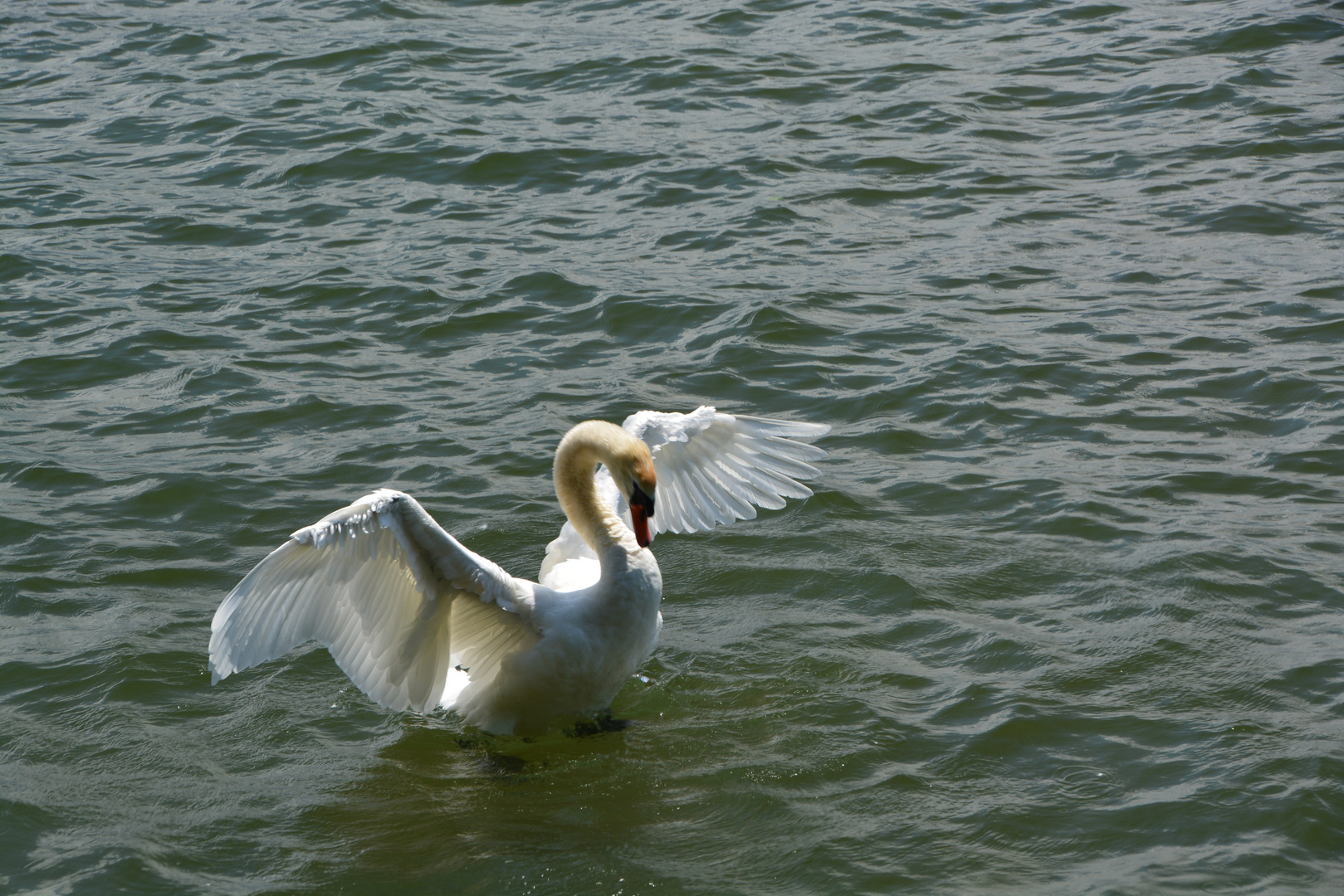 mein lieber Schwan