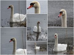 mein lieber Schwan