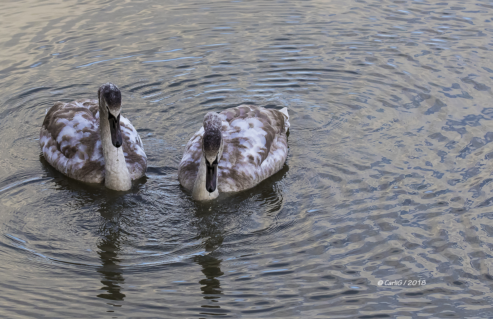 Mein lieber Schwan..