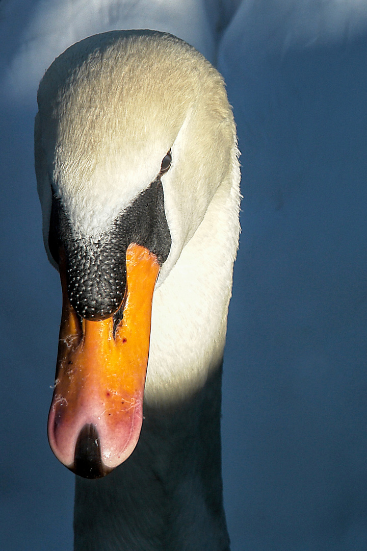 mein lieber Schwan