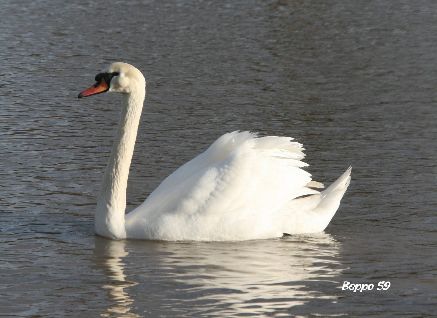 Mein lieber Schwan