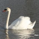 Mein lieber Schwan