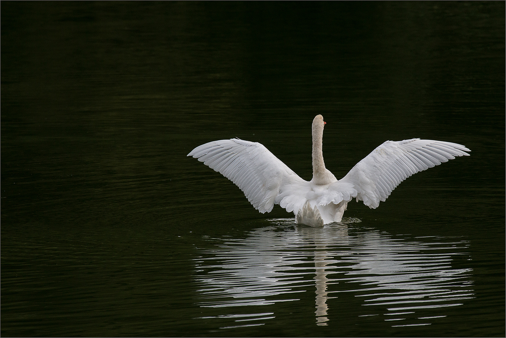 Mein lieber Schwan........