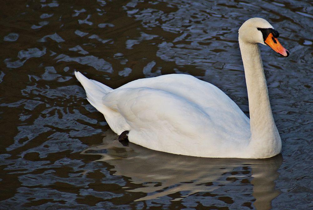 mein lieber Schwan