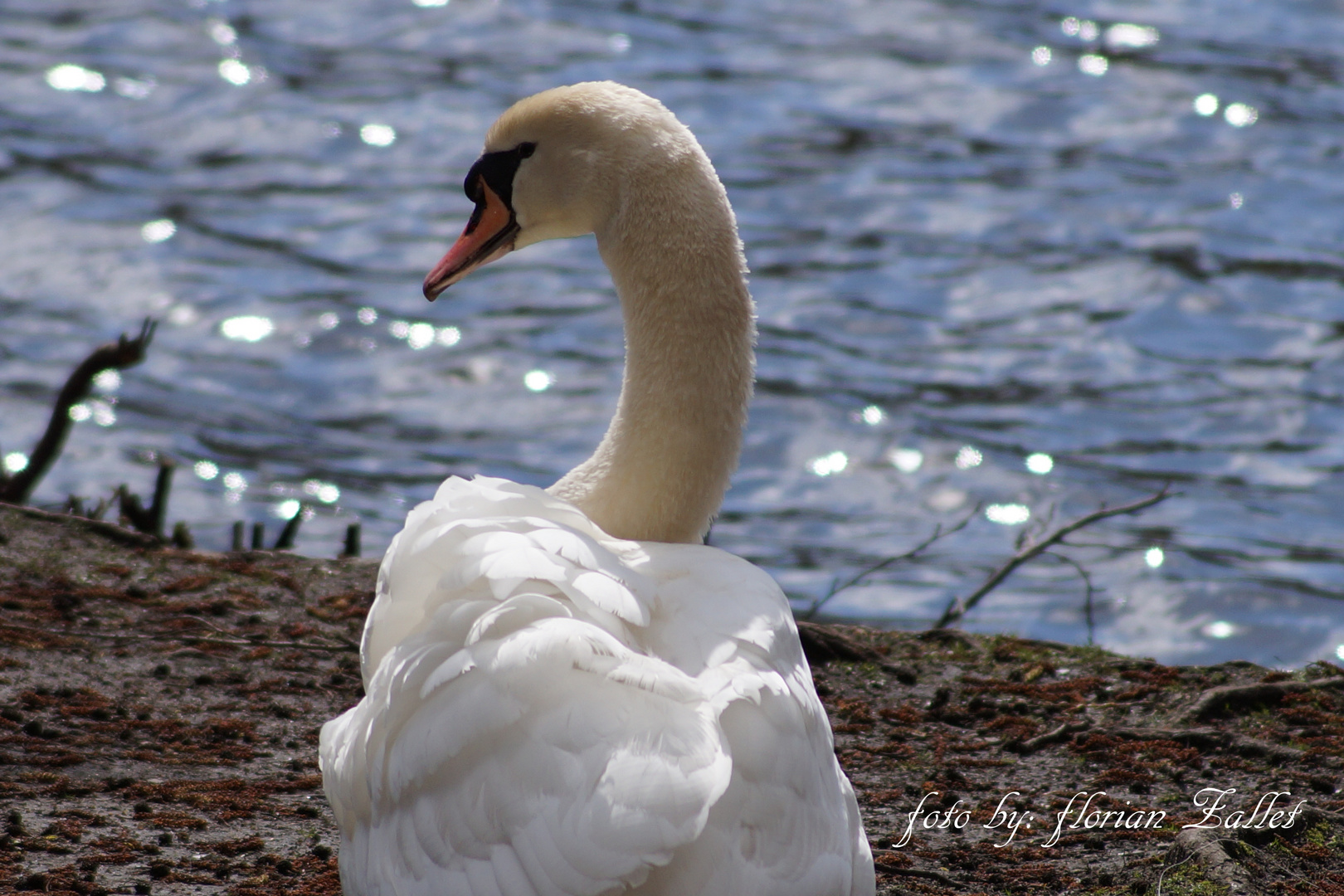 mein lieber Schwan