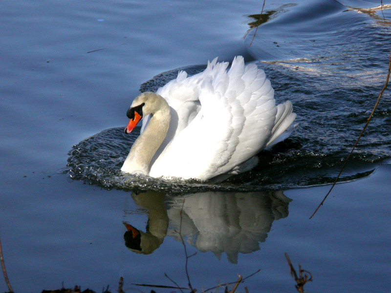 mein lieber Schwan... von Irene K.