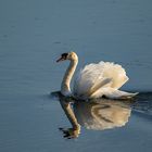 Mein-lieber-Schwan