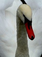 mein lieber Schwan