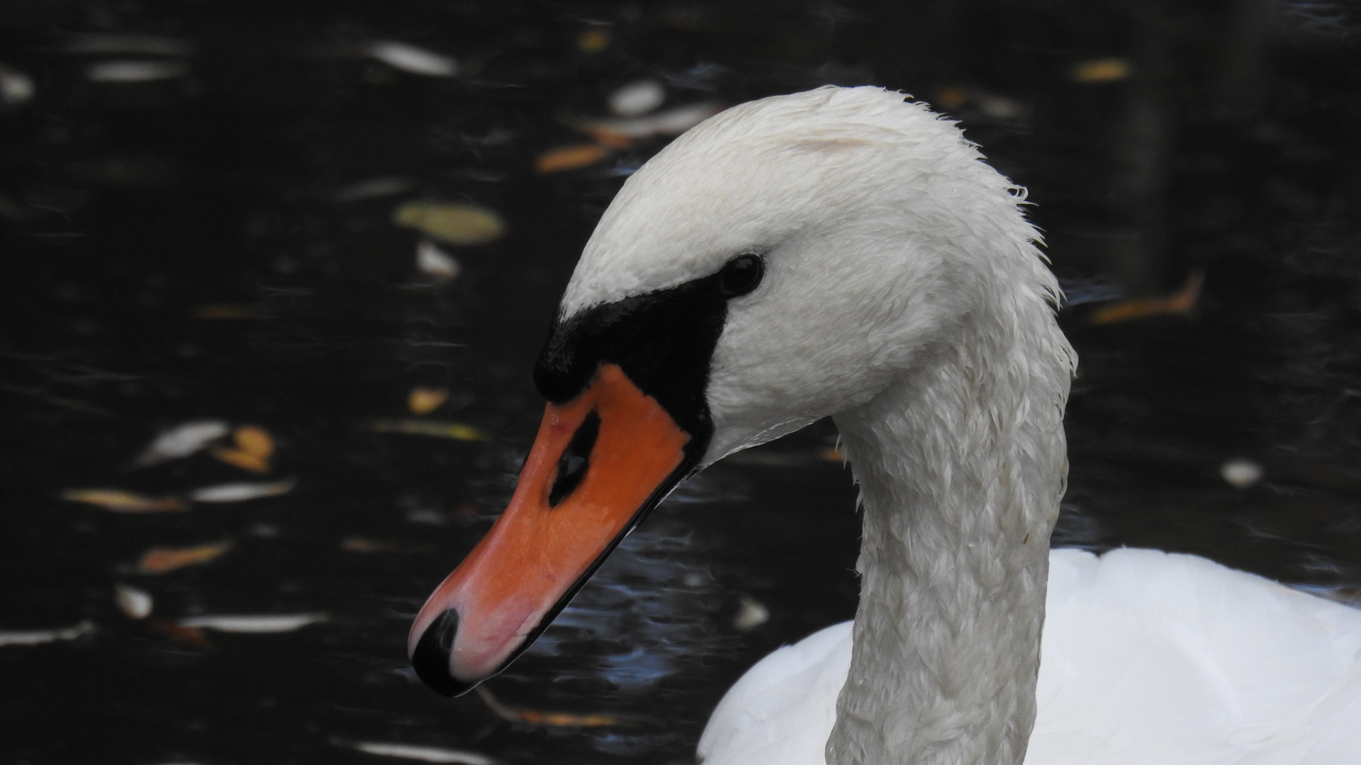 mein lieber Schwan.