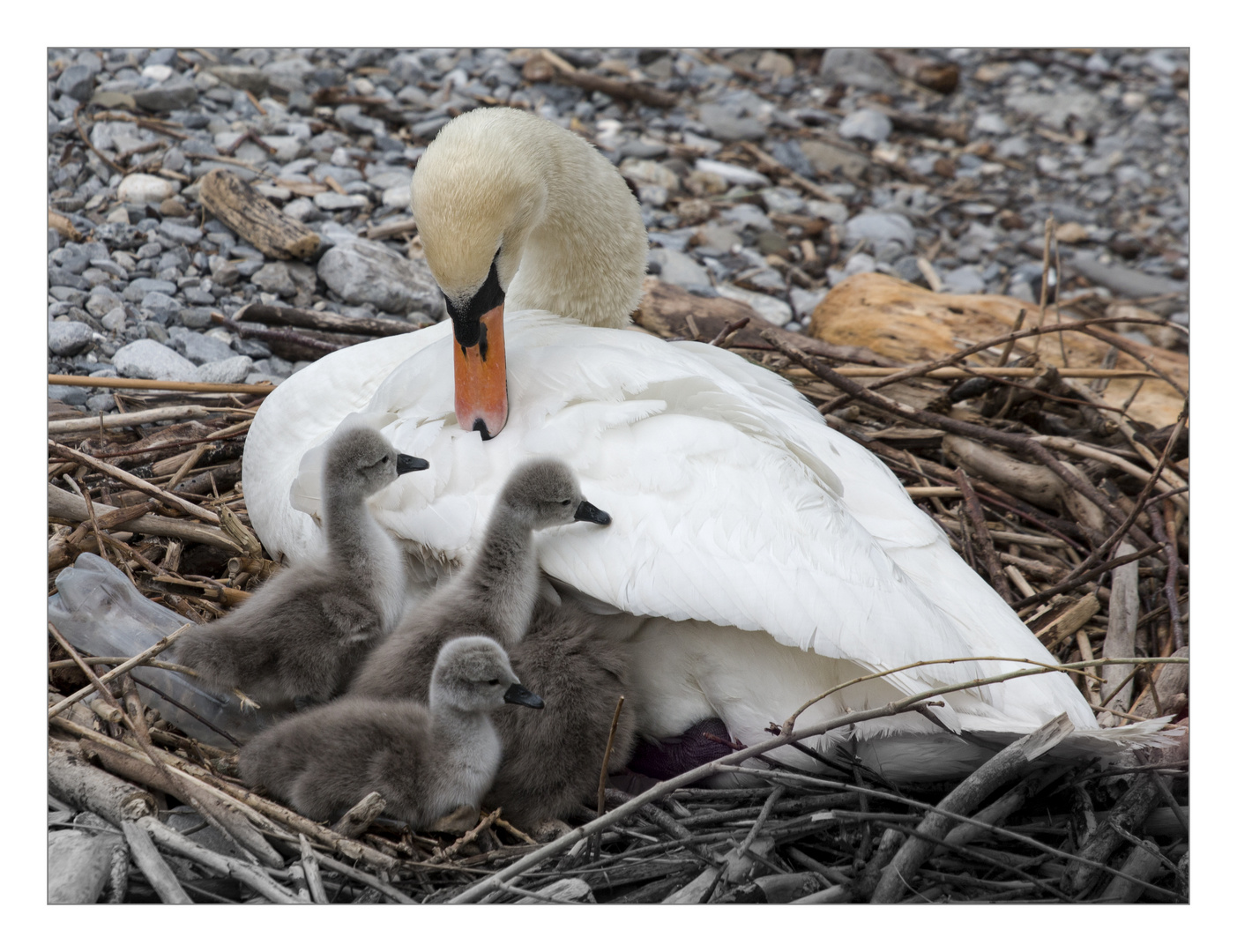 Mein lieber Schwan