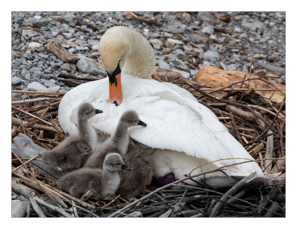 Mein lieber Schwan