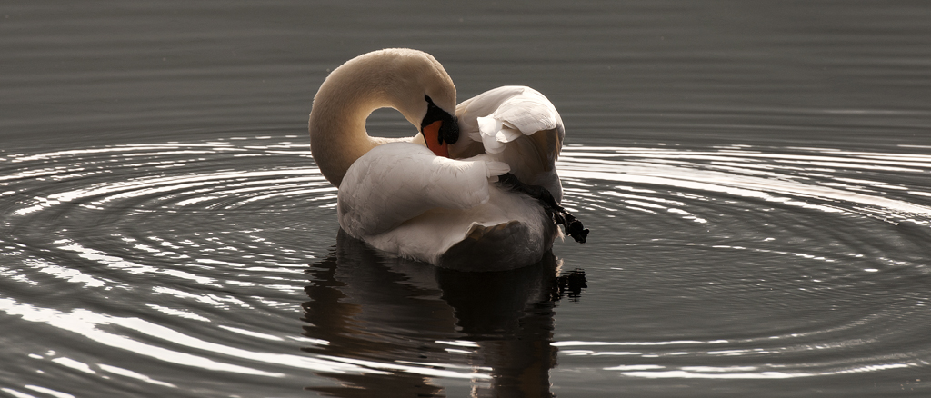 Mein lieber Schwan