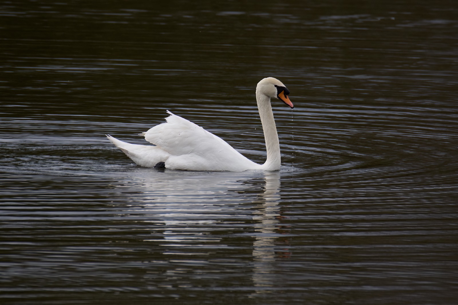 Mein lieber Schwan