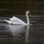 Mein lieber Schwan