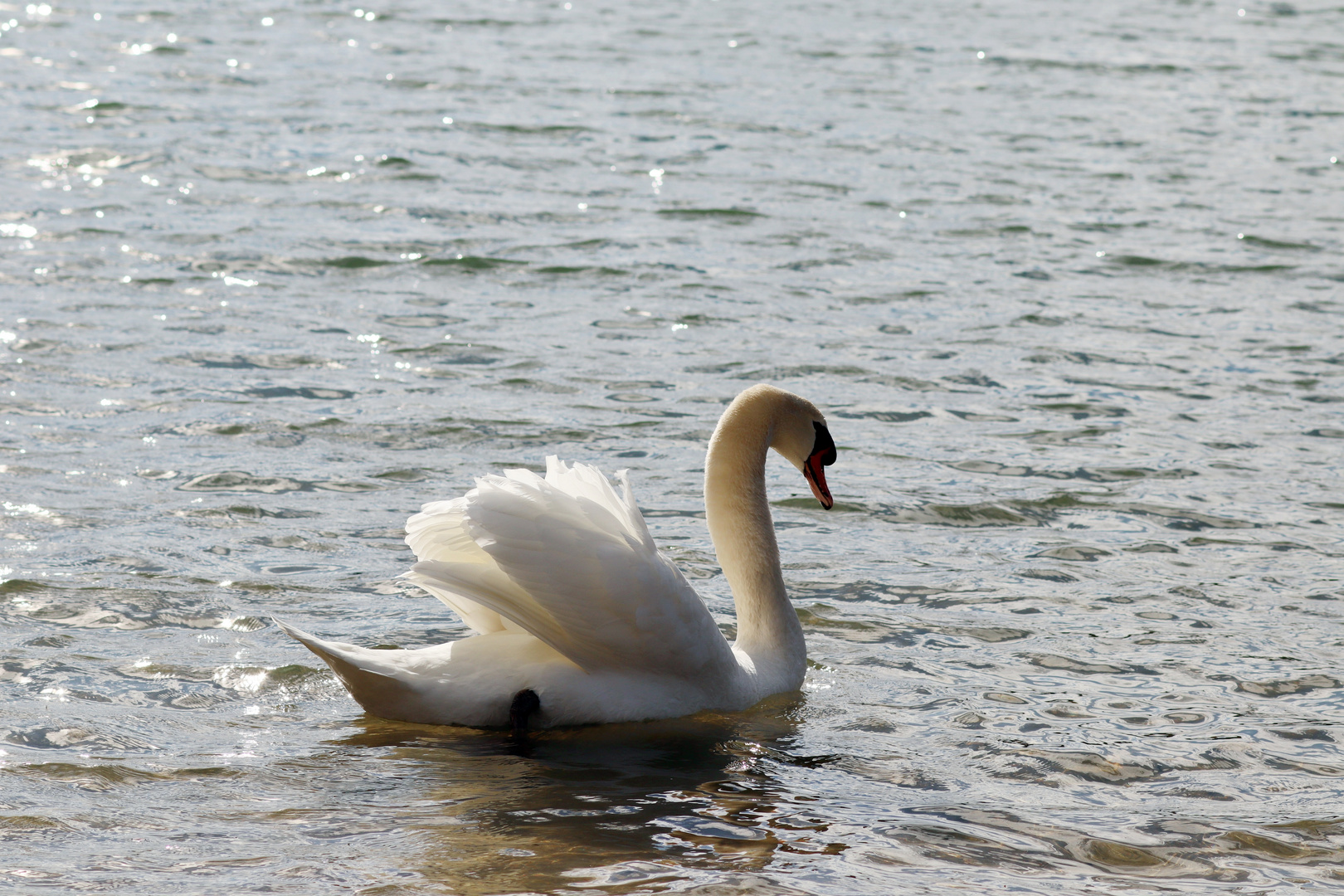 mein lieber Schwan