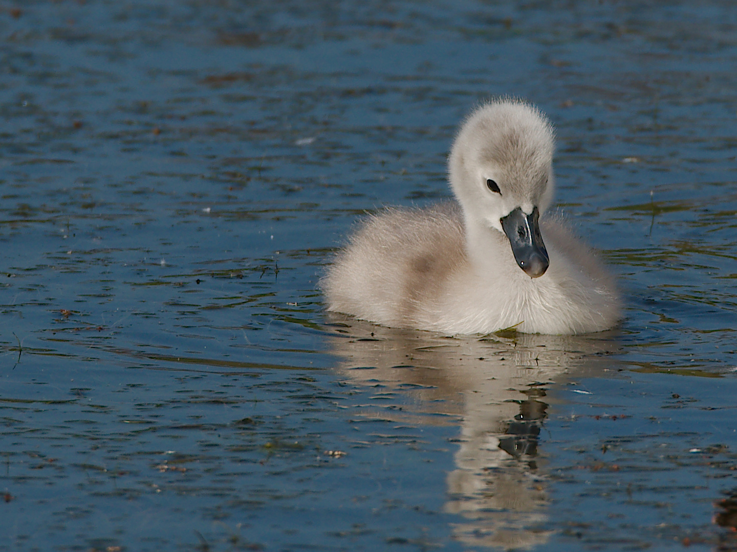 Mein lieber Schwan 