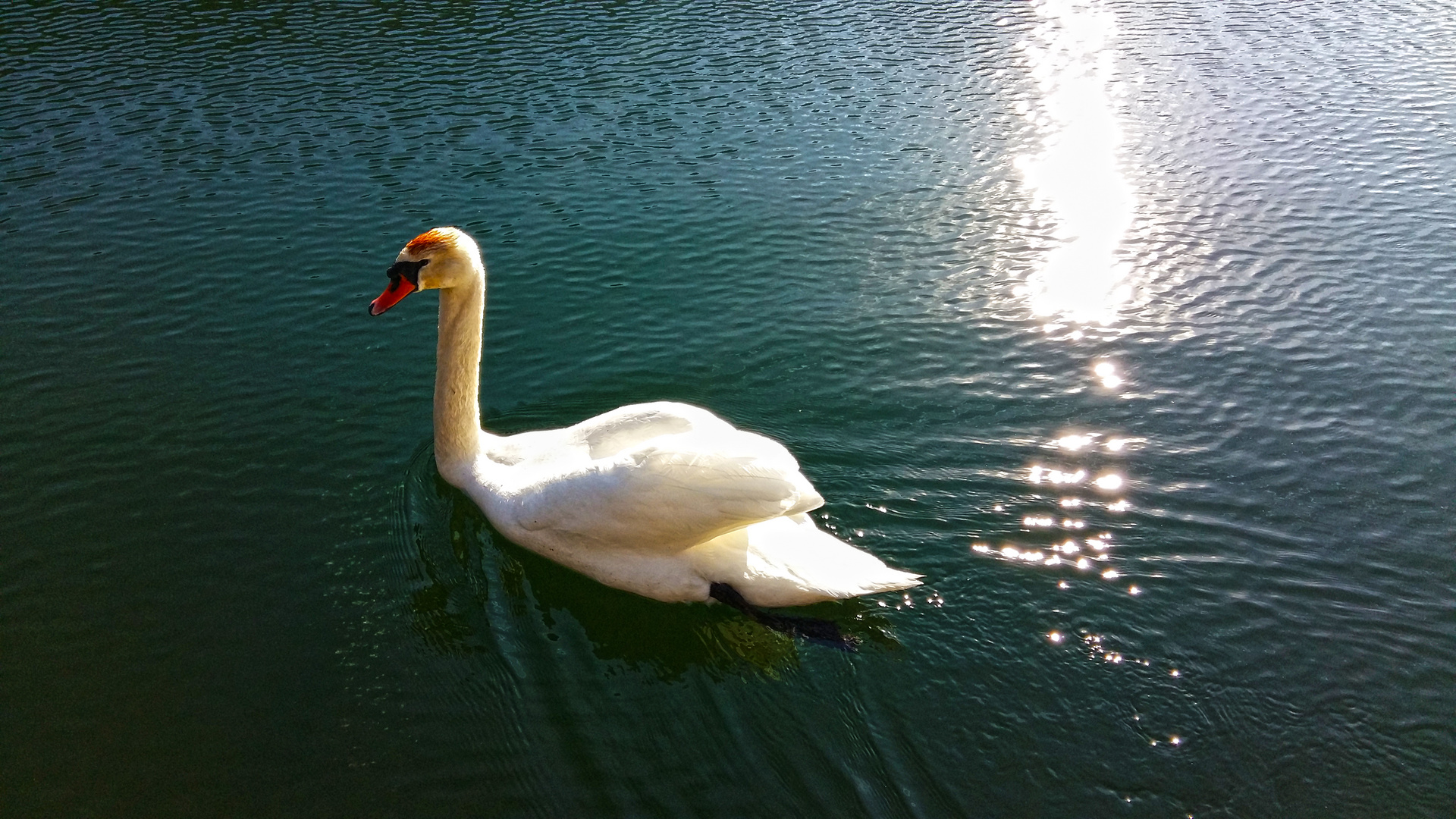 Mein lieber Schwan...