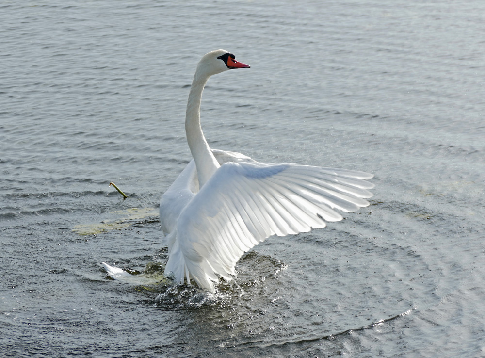 Mein lieber Schwan...