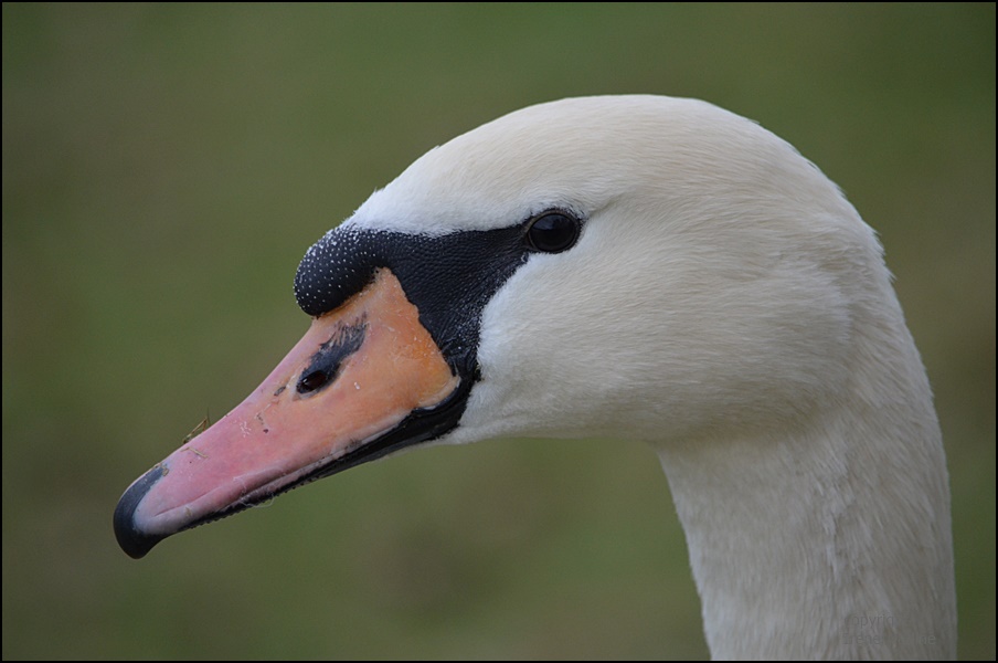 Mein lieber Schwan...