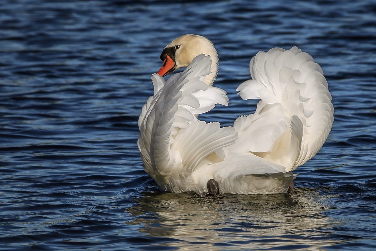 Mein lieber Schwan...