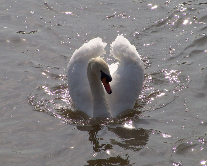 Mein lieber Schwan...