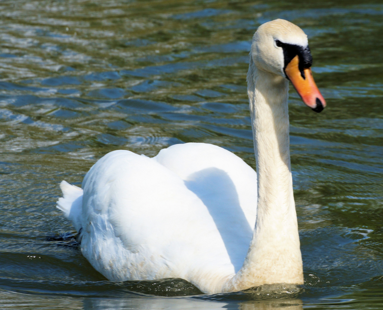 Mein lieber Schwan