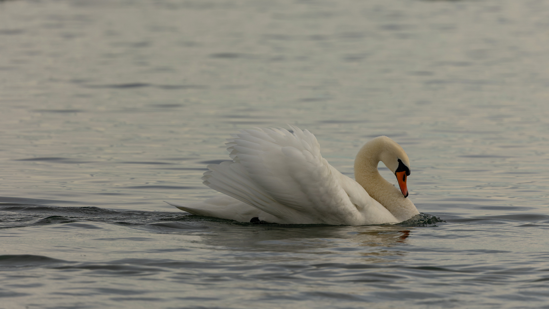 mein lieber Schwan