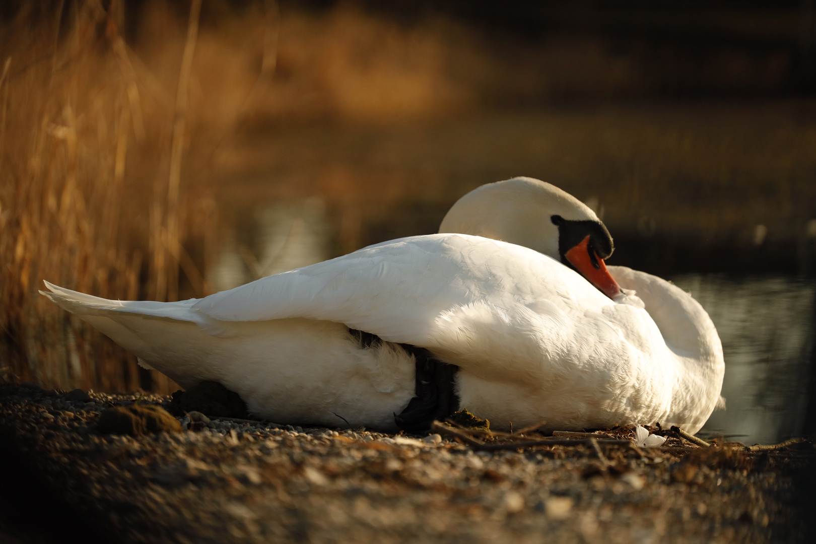 Mein lieber Schwan