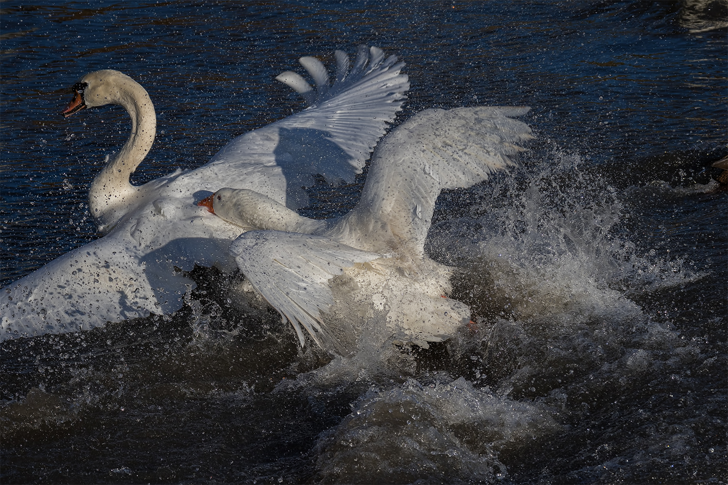 Mein lieber Schwan ..... 