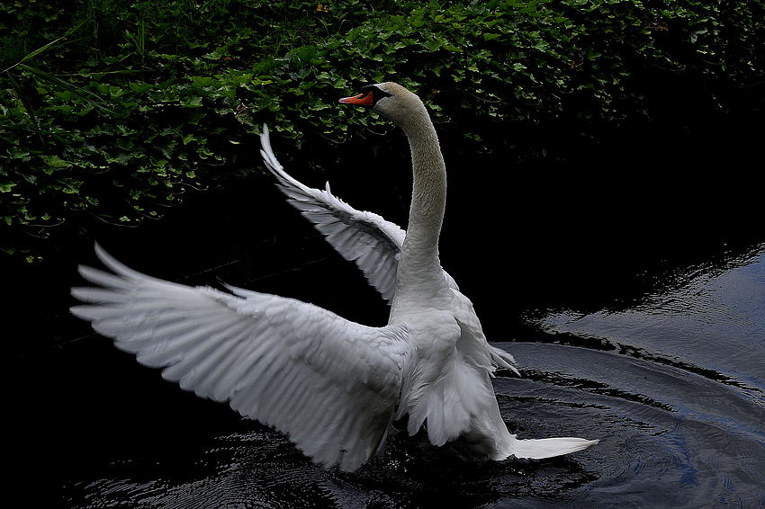 Mein lieber Schwan...