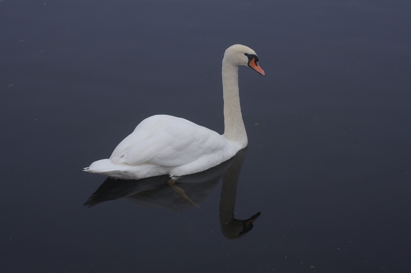 mein lieber Schwan...