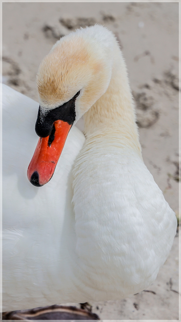 Mein lieber Schwan