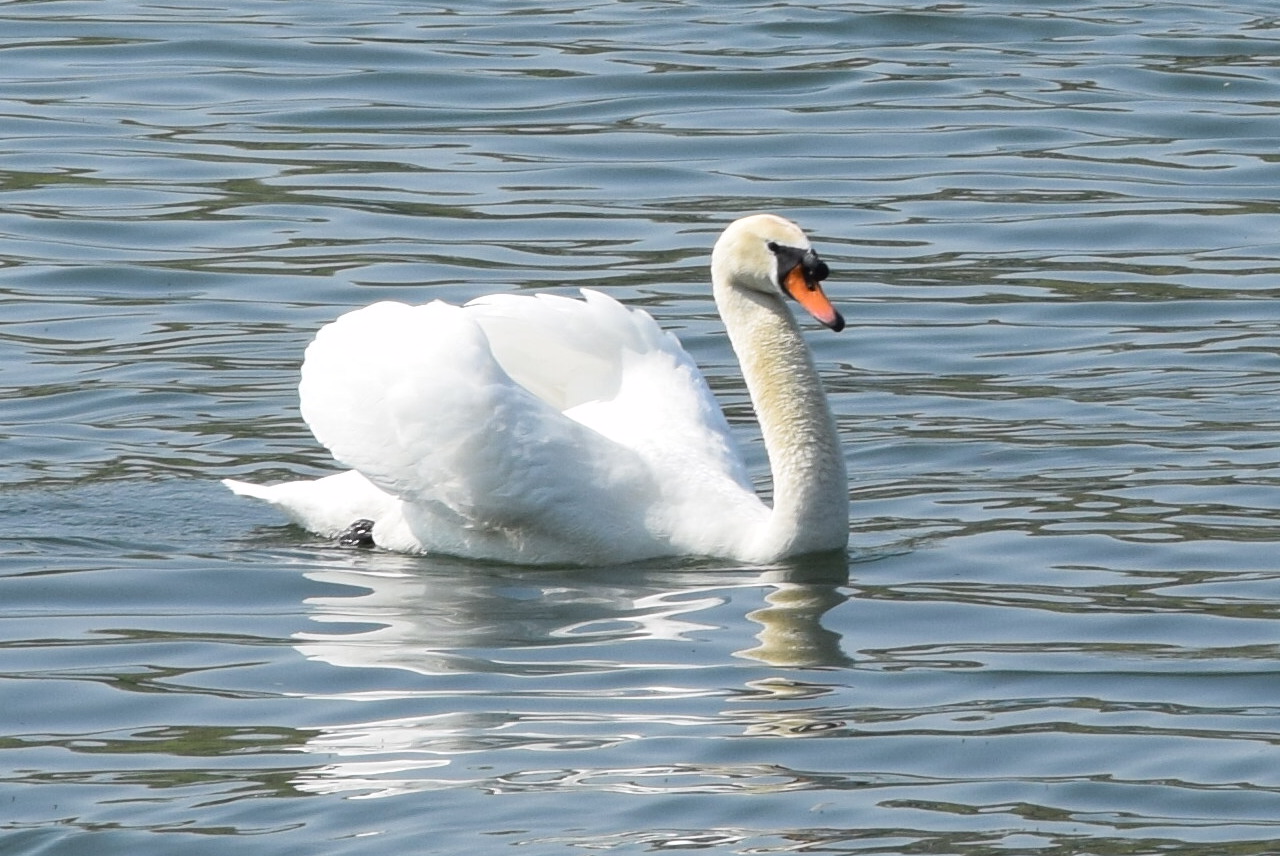 mein lieber schwan