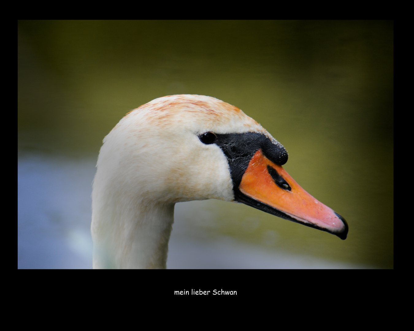 mein lieber Schwan