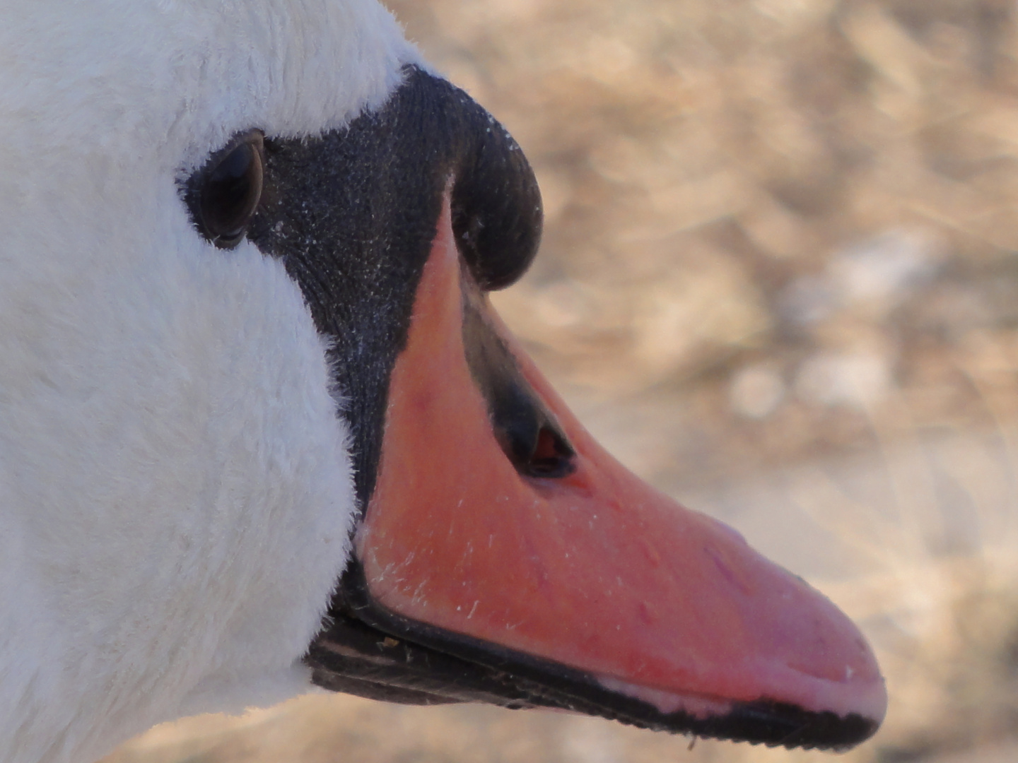 " Mein lieber Schwan!"