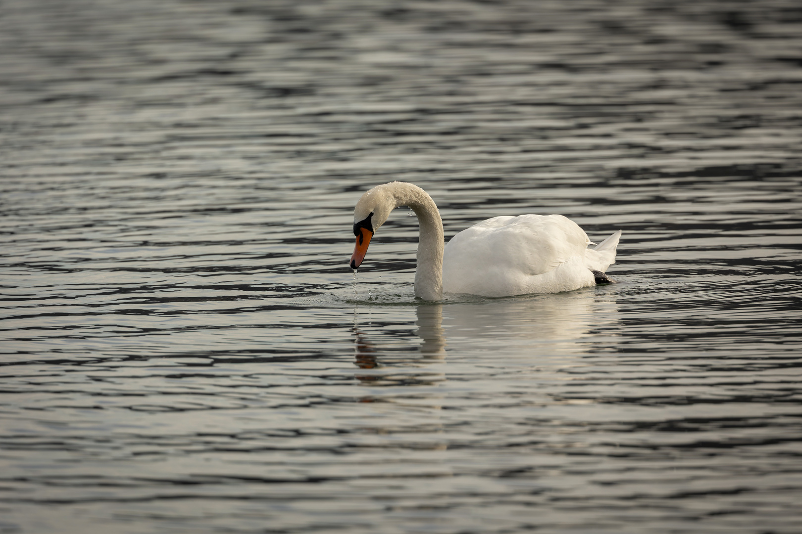 mein lieber Schwan