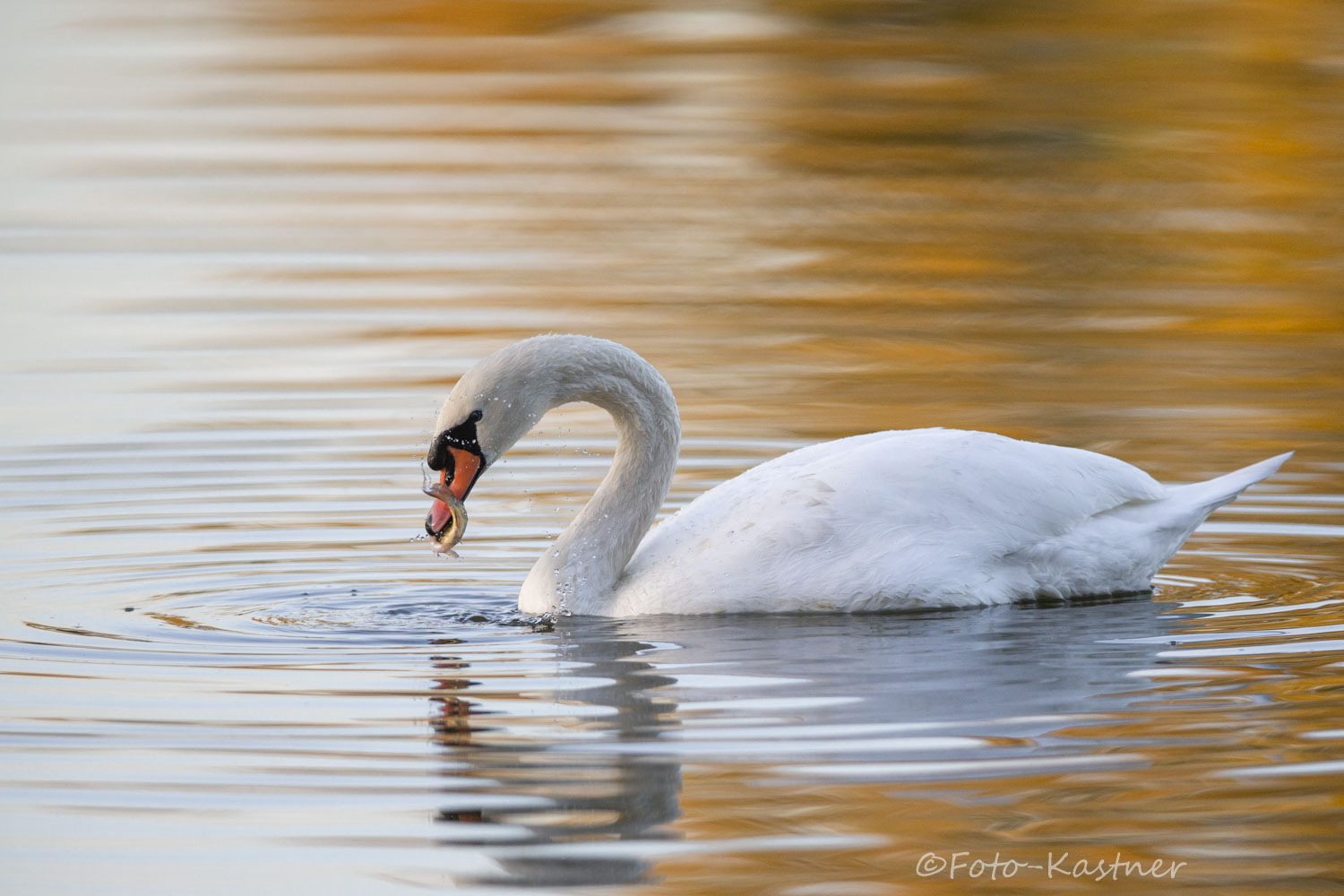 Mein lieber Schwan ...