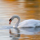 Mein lieber Schwan ...