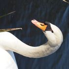 Mein lieber Schwan