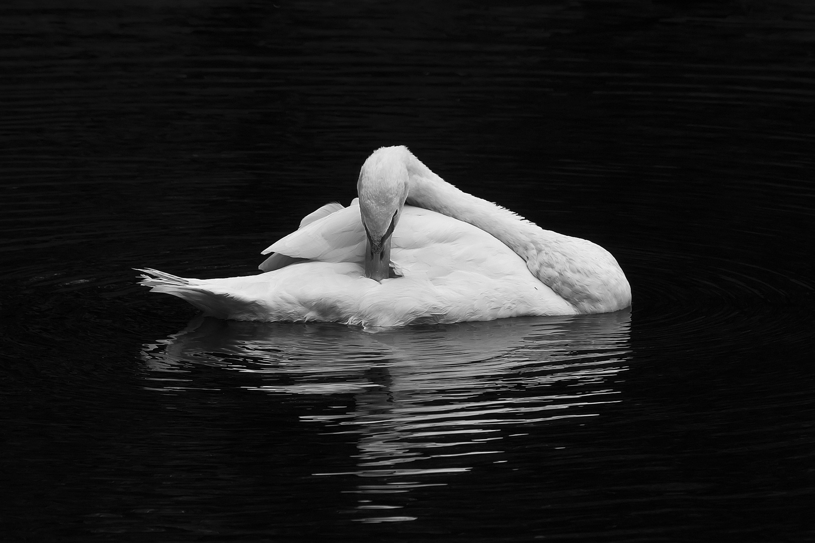 "mein lieber Schwan"