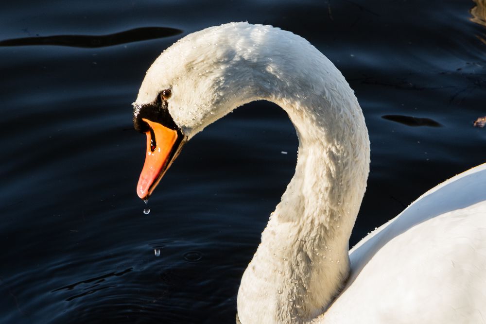 mein lieber Schwan...