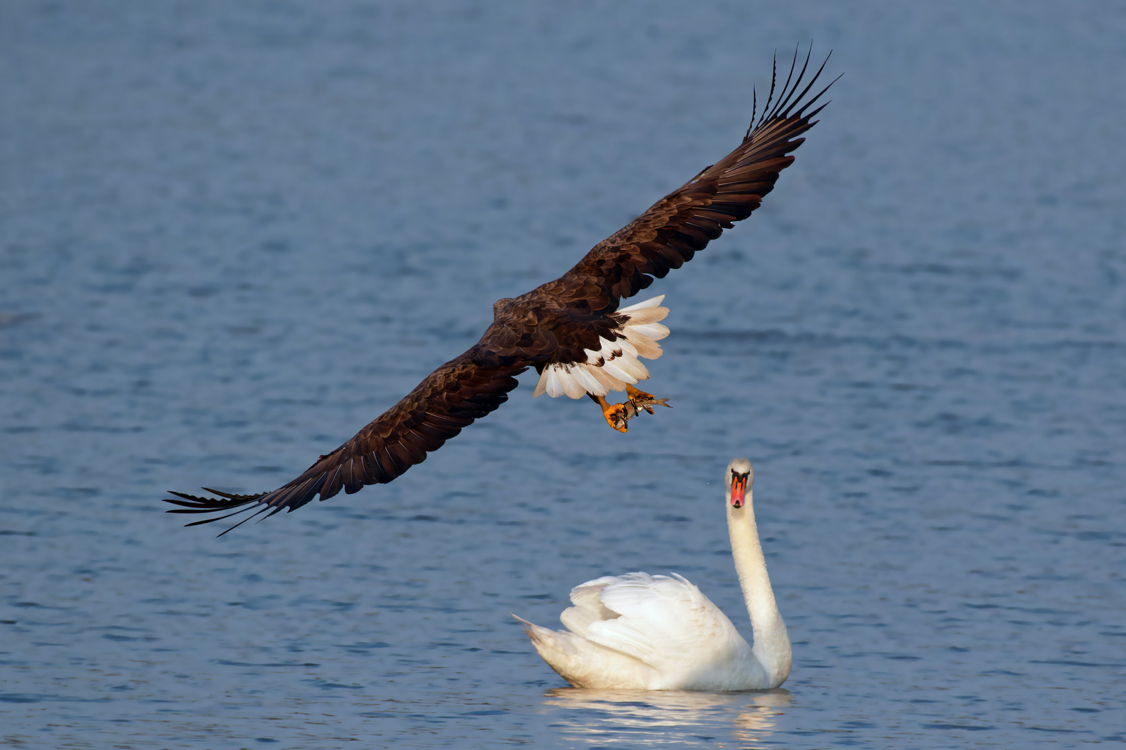 Mein lieber Schwan.. das war knapp :-) Seeadler mit Beute fliegt am Schwan vorbei