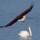 Mein lieber Schwan.. das war knapp :-) Seeadler mit Beute fliegt am Schwan vorbei