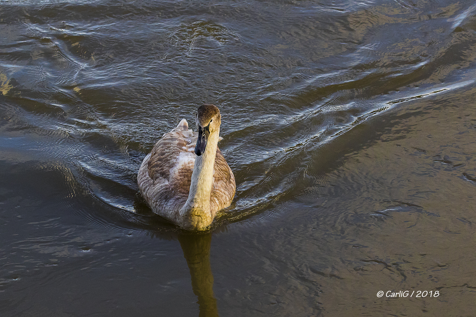 Mein lieber Schwan …