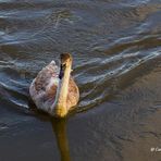 Mein lieber Schwan …